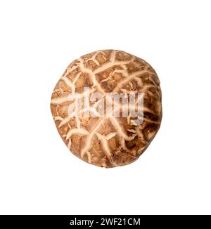 Der Blick von oben auf frische oder trockene Shiitake-Pilze ist isoliert auf weißem Hintergrund mit Beschneidungspfad. Stockfoto