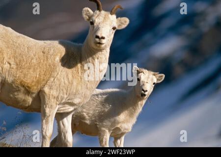 dall Sheep, Ovis dalli, Schaf und Lamb Brooks Range arktische Alaska Stockfoto