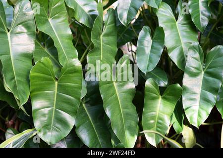 Nahaufnahme von Philodendron Burle Marx verlässt Hintergrund Stockfoto