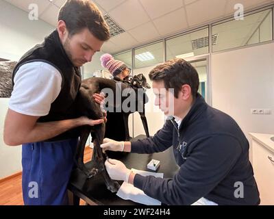 Bozen, Italien. Januar 2024. Tierarzt Simon Kirchler (r) nimmt Blut von einem Hund in seiner Praxis für eine Hundegendatenbank. (Zu dpa: 'Fight the Poops - Südtirol startet Gendatenbank für Hunde') Credit: Christoph Sator/dpa/Alamy Live News Stockfoto