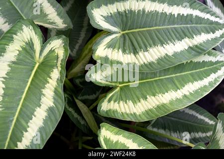 Nahaufnahme eines Blattes von Aglaonema Schismatoglottis Wallichii gemalte Tropfenzunge Stockfoto