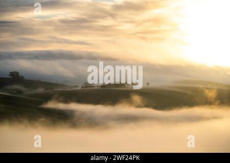 Nebel über einer landwirtschaftlich geprägten Landschaft mit wunderschönen Kühen und Rindern, die auf der Weide in Dswk im australischen Outback weiden, über Hügel im Frühling auf einer Farm, mit Stockfoto