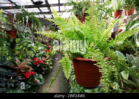 Nahaufnahme der Curly Farn Pflanze Nephrolepis Exaltata Compacta Boston Farn auf einem Topf Stockfoto