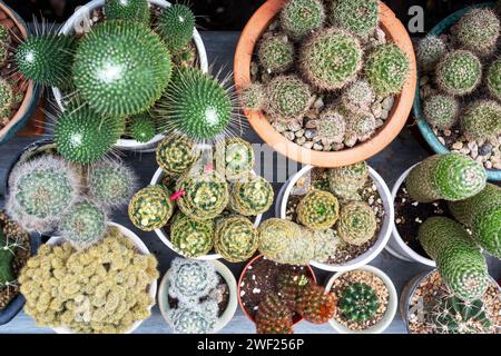 Hochwinkelansicht vieler Arten von Mammillaria-Kakteen Stockfoto