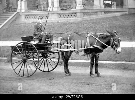 Teenager sitzt in einem Eselkarren, CA. 1915. Stockfoto