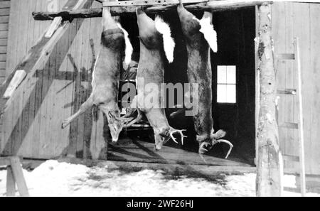 Drei weiße Schwanzhirsche hängen in der Scheunentür einer Farm, CA. 1910. Stockfoto