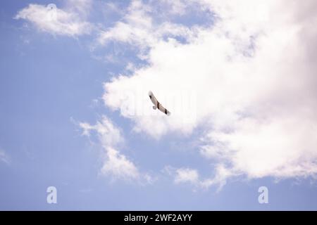 Der Adler verfolgt seine Beute am Himmel. Stockfoto