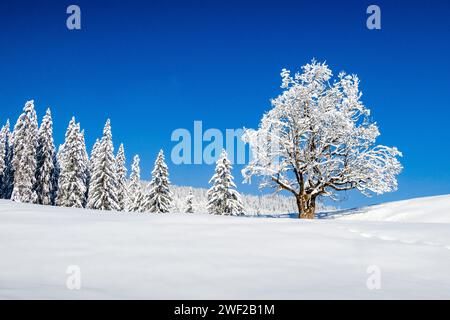 Einsam verschneite Eiche in einer Winterlandschaft im Kleinwalsertal, schneebedeckte Kiefern eines Waldes in der Ferne. Stockfoto