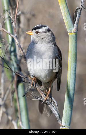 Weißgekrönter Spatzen auf Anise. Palo Alto Baylands, Bay Area, Kalifornien. Stockfoto