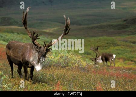 Karibus, Rangifer tarandus, ernähren sich von der Vegetation im Denali-Nationalpark im Inneren Alaskas Stockfoto