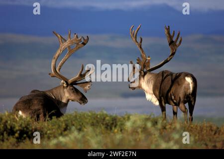 Caribou, Rangifer tarandus, im Denali-Nationalpark, im Inneren Alaskas Stockfoto