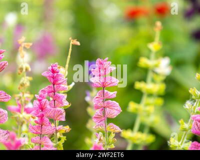 Salvia rosa Blüten mit grünen Blättern Blüte, Heilpflanze im Sommer, Nahaufnahme. Rosa Blumenhintergrund von blühendem rosa Salbei Merlau Rose Hairy s Stockfoto