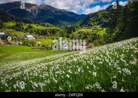 Wunderschöner blumiger Hügel in den Gärten mit blühenden weißen Narzissen. Majestätische saisonale blühende Landschaft mit duftenden Narzissen in der Nähe des kleinen alpinen V Stockfoto
