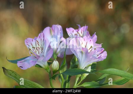 Nahaufnahme von rosa weißen Blüten der peruanischen Lilie, Maiglöckchen der Inkas (Alstroemeria). Verschwommener holländischer Garten im Hintergrund. Niederlande Stockfoto