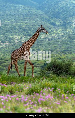 Eine junge Masai-Giraffe spaziert durch die blühende Savanne vor dem Hintergrund der sanften Hügel der Ngorongoro Conservation Area Stockfoto