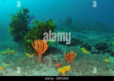 Flacher Meeresboden mit verschiedenen bunten Schwämmen und Stachelrochen im Hintergrund und Demisellen, die herumschwimmen. Ort: Leigh Neuseeland Stockfoto