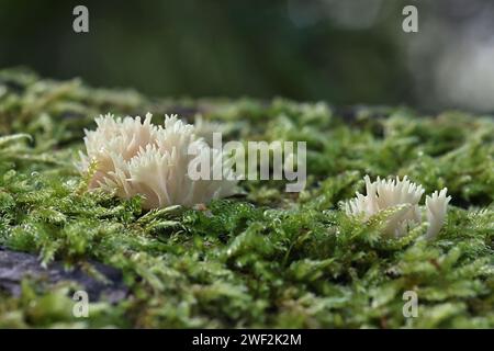 Lentaria byssiseda, ein Korallenpilz, der auf Eichenstamm wächst, kein gebräuchlicher englischer Name Stockfoto