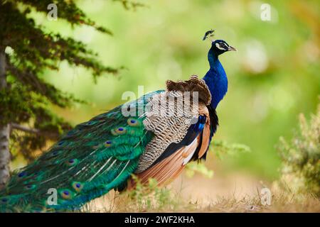 Indischer Pfauz (Pavo cristatus), der auf dem Boden steht, Frankreich Stockfoto