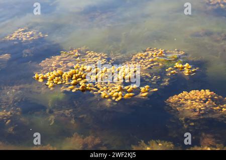 Fucus vesiculosus, bekannt unter den gebräuchlichen Bezeichnungen Blasentrümpfe, Felskraut und Seetrauben, und grüne Algen, die Cladophora glomerata genannt werden Stockfoto