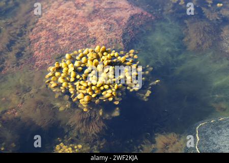 Fucus vesiculosus, bekannt unter den gebräuchlichen Bezeichnungen Blasentrümpfe, Felskraut und Seetrauben, und grüne Algen, die Cladophora glomerata genannt werden Stockfoto