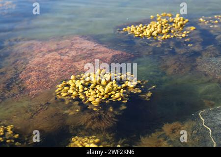 Fucus vesiculosus, bekannt unter den gebräuchlichen Bezeichnungen Blasentrümpfe, Felskraut und Seetrauben, und grüne Algen, die Cladophora glomerata genannt werden Stockfoto