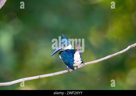 Amazon kingfisher (Chloroceryle amazona) Pantanal Brasilien Stockfoto