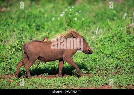 Warzenschwein (Phacochoerus aethiopicus), mit rotem Schnabel Oxpecker, (Buphagus erythrorhynchus), adulter, laufender, auf Nahrungssuche Alert, Kruger-Nationalpark Stockfoto