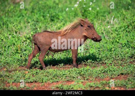 Warzenschwein (Phacochoerus aethiopicus), Erwachsene, Laufen, Nahrungssuche, Alert, Kruger-Nationalpark, Kruger-Nationalpark, Südafrika Stockfoto