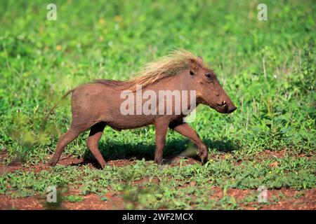 Warzenschwein (Phacochoerus aethiopicus), Erwachsene, Laufen, Nahrungssuche, Alert, Kruger-Nationalpark, Kruger-Nationalpark, Südafrika Stockfoto