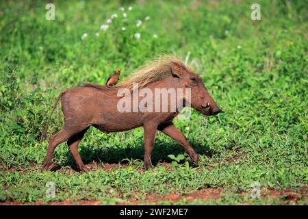 Warzenschwein (Phacochoerus aethiopicus), mit rotem Schnabel Oxpecker, (Buphagus erythrorhynchus), adulter, laufender, auf Nahrungssuche Alert, Kruger-Nationalpark Stockfoto