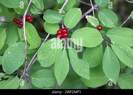 Fliegengeißblatt, Lonicera xylosteum, auch bekannt als Europäische Fliegengeißblatt, Zwerggeißblatt oder fliegengeißblatt woodbine, wilde giftige Pflanze aus Finnland Stockfoto