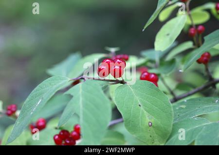 Fliegengeißblatt, Lonicera xylosteum, auch bekannt als Europäische Fliegengeißblatt, Zwerggeißblatt oder fliegengeißblatt woodbine, wilde giftige Pflanze aus Finnland Stockfoto