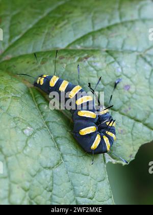 Aldermotte, Acronicta alni, schwarze Larve mit gelben Streifen Stockfoto