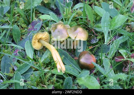 Gliophorus psittacinus, auch Hygrocybe psittacinus genannt, allgemein bekannt als der Papageientathocker oder Papageientaxcap, wilder Pilz aus Finnland Stockfoto