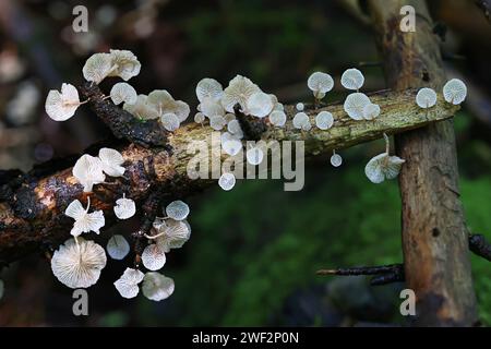 Marasmiellus ramealis, gemeinhin bekannt als Twig Parachute, Wildpilze aus Finnland Stockfoto