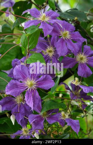 clematis Wisley, Viticella-Gruppe, Clematis Evipo001, Clematis viticella Wisley, lila Blüten im Hochsommer Stockfoto