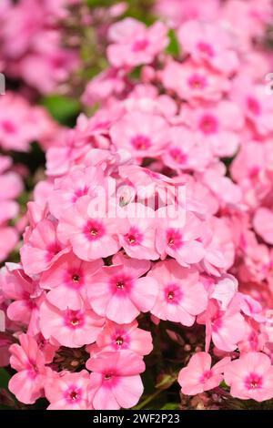 Phlox Hellrosa Flamme, Phlox Bareleven, Phlox paniculata Hellrosa Flamme, rosa Blütenköpfe mit dunkelrosa Augen Stockfoto