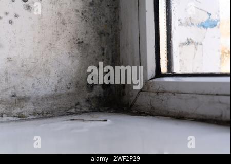 Schimmel oder Pilze an der Wand in der Nähe des Fensters. Stockfoto