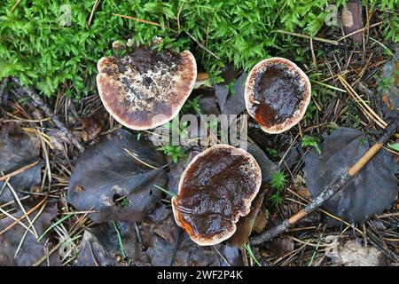 Hydnellum ferrugineum, bekannt als Mealierzahn oder rötlich-brauner korkiger Rückenpilz, Wildpilz aus Finnland Stockfoto