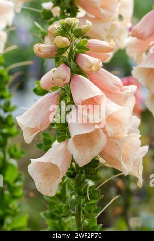 Digitalis purpurea Dalmatiner Peach, Dalmatiner Serie, Fuchshandschuh Dalmatiner Peach, Pfirsichblüten mit orange gesprenkelten Kehlen Stockfoto