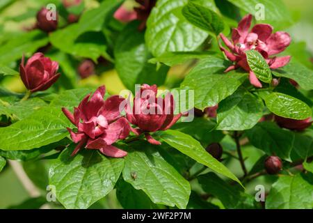 Calycanthus raulstonii Hartlage Wein, Süßstrauch Hartlage Wein, Carolina allspice, weinrote Blumen, Sahne im Zentrum Stockfoto