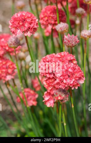 Armeria pseudarmeria Ballerina Red, Ballerina Series, Armeria Ballerina Red, Thrift, False Sea Pink, rosarote Blüten Stockfoto