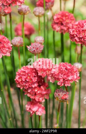 Armeria pseudarmeria Ballerina Red, Ballerina Series, Armeria Ballerina Red, Thrift, False Sea Pink, rosarote Blüten Stockfoto