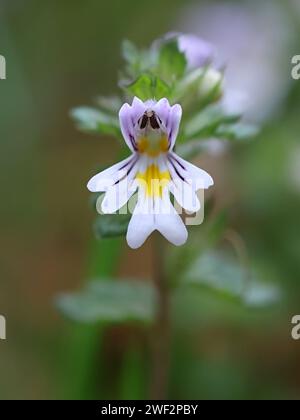 Medikament Augentrost, Euphrasia stricta, auch bekannt als Europäischer Augentrost, Glossy Eyebrost oder Stiff Eyebrost, traditionelle Heilpflanze aus Finnland Stockfoto