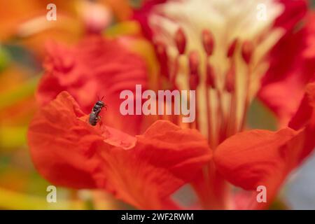 10.11.2023, Keroya, Lombok, IDN - Biene der stachellosen Art Austroplebeia australis im Anflug auf eine rote Bluete. Anflug, asiatisch, Asien, Aussen, Aussenaufnahme, Austroplebeia australis, Bestaeuber, Biene, Bienenart, Biologie, Bluehen, Bluehend, Bluete, Blaustand, Botanik, Botanisch, Fauna, Fliegen, Flora, Flug, Gewaechs, Herbst, Honigbiene, Indonesien, indonesisch, Insekt, Jahreszeit, Lombok, Natur, niemand, Pflanze, QF, Querformat, schwarz, schwarze Biene, Stachellos, Suedostasien, Tier, Tierreich, Tierwelt, Wirbellose 231110D541LOMBOK.JPG *** 10 11 2023, Keroya, Lombok, IDN Biene von t Stockfoto