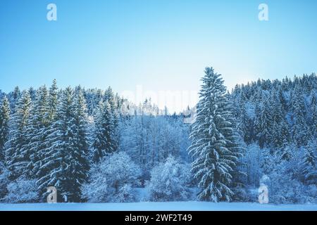 Schneebedeckte Fichtenbäume am Berg im Winter Stockfoto