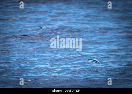 Fischfische Hawaii, Maui Stockfoto