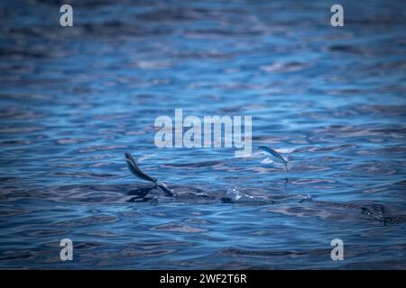 Fischfische Hawaii, Maui Stockfoto