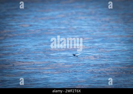 Fischfische Hawaii, Maui Stockfoto