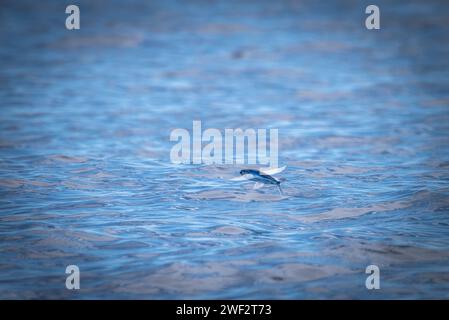 Fischfische Hawaii, Maui Stockfoto